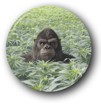 Bigfoot Sasquatch Button Collection #3 – Marijuana Set - Image 5
