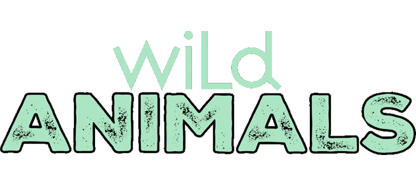Header-Wild-Animals-v1 Wild Animal Souvenirs