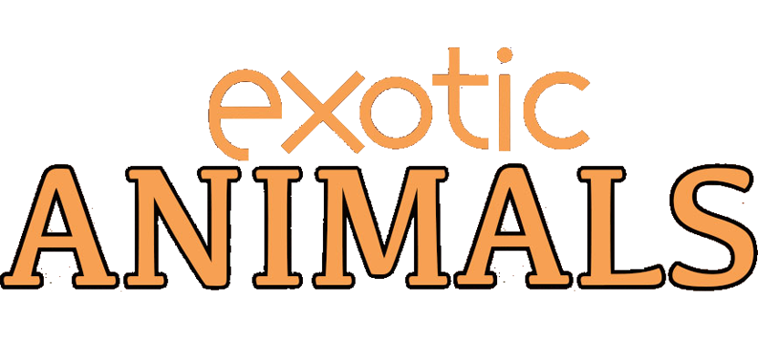 Header-Zoo-Animals-v1 Header-Zoo-Animals-v1