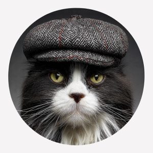 Boston Bob – Cats in Hats Magnet